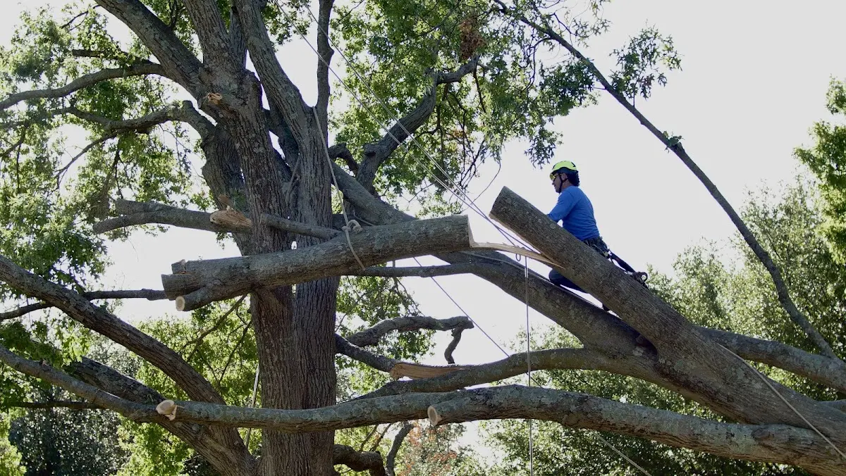Professional Hazardous Tree Removal performed by certified arborists in Akeley