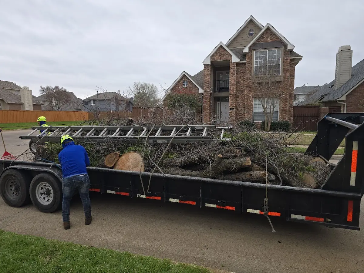 Expert Tree Pest Control with proper safety equipment in Akeley